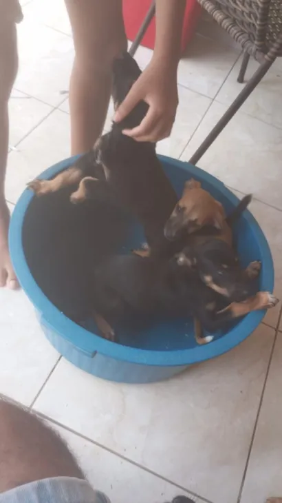 Cachorro raça SRD-ViraLata idade 2 a 6 meses nome sem nomes