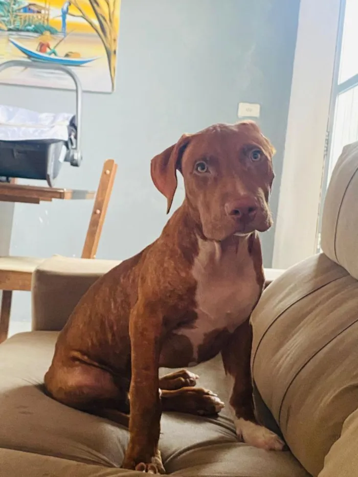 Cachorro raça Pit-Bull idade 2 a 6 meses nome Simba 