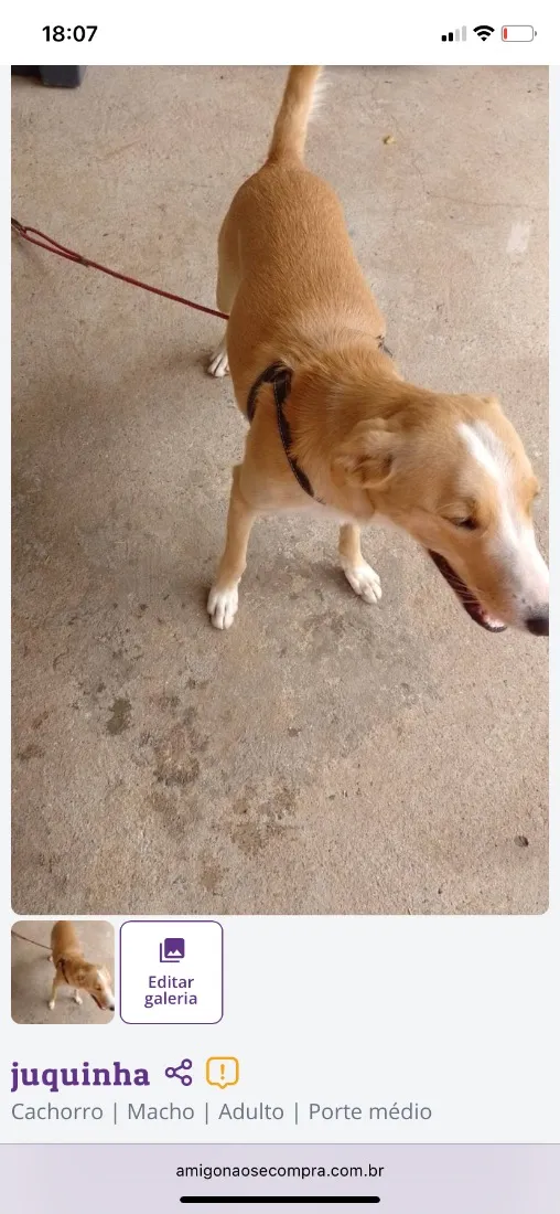 Cachorro raça SRD-ViraLata idade 2 anos nome juquinha