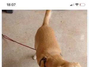 Cachorro raça SRD-ViraLata idade 2 anos nome juquinha