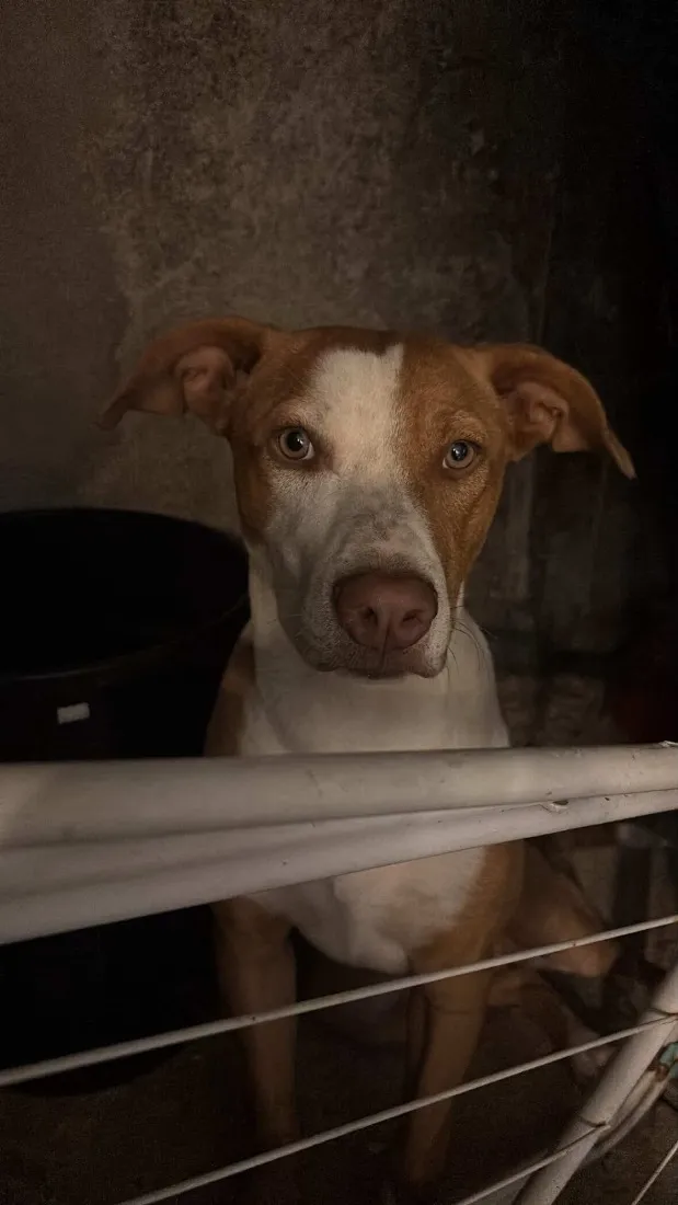 Cachorro raça SRD-ViraLata idade 7 a 11 meses nome Simba