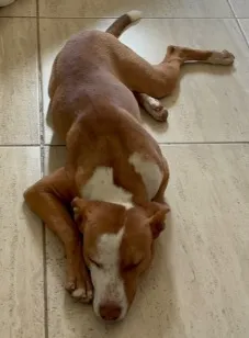 Cachorro raça SRD-ViraLata idade 7 a 11 meses nome Simba