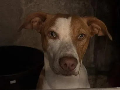 Cachorro raça SRD-ViraLata idade 7 a 11 meses nome Simba