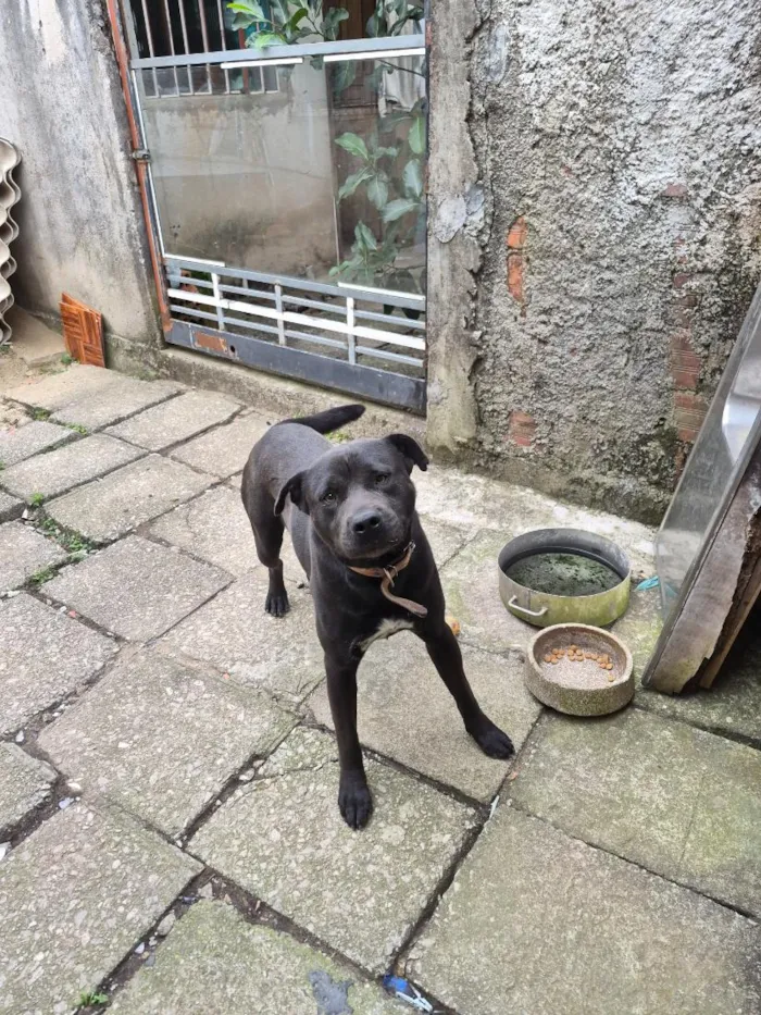 Cachorro raça Pit-Bull idade 2 anos nome Thor