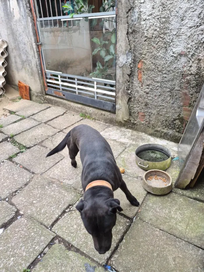 Cachorro raça Pit-Bull idade 2 anos nome Thor