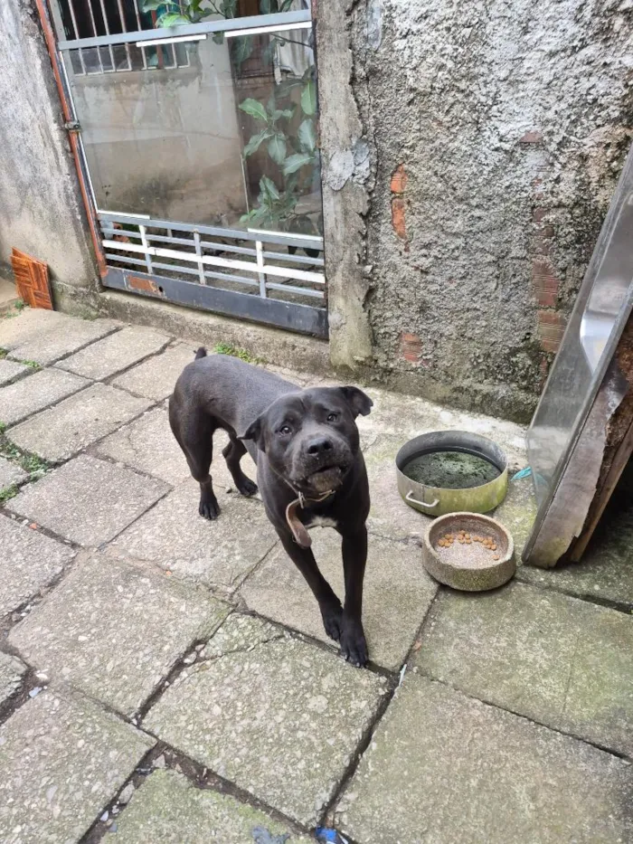 Cachorro raça Pit-Bull idade 2 anos nome Thor