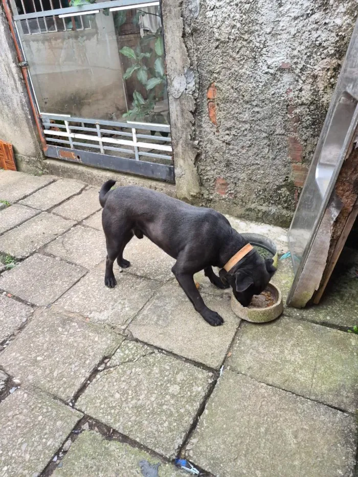 Cachorro raça Pit-Bull idade 2 anos nome Thor