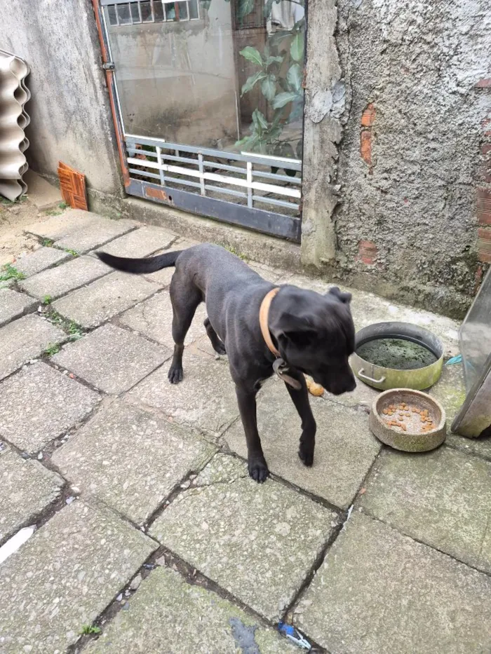 Cachorro raça Pit-Bull idade 2 anos nome Thor