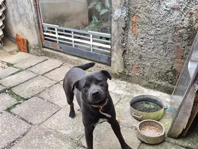 Cachorro raça Pit-Bull idade 2 anos nome Thor