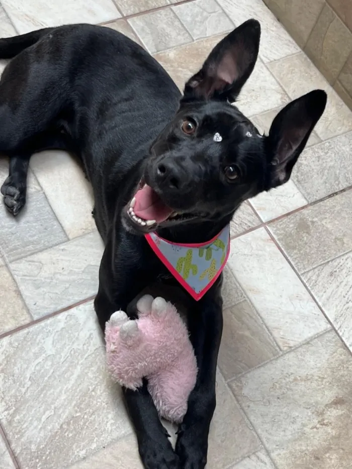 Cachorro raça SRD-ViraLata idade 1 ano nome Zara