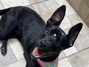 Cachorro raça SRD-ViraLata idade 1 ano nome Zara