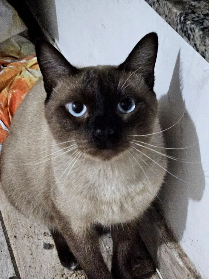 Gato raça Siamês idade 7 a 11 meses nome Nino