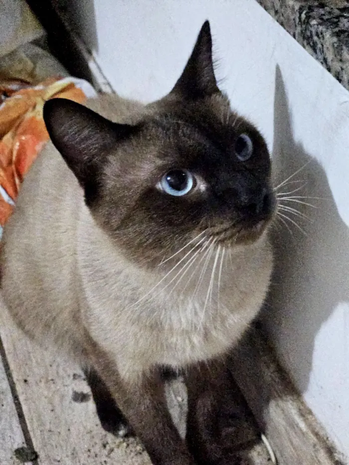 Gato raça Siamês idade 7 a 11 meses nome Nino