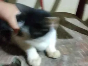 Gato raça SRD-ViraLata idade 2 a 6 meses nome flocos