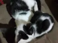 Frajola e minguante