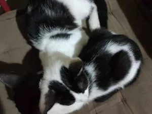 Gato raça SRD-ViraLata idade 2 a 6 meses nome Frajola e minguante