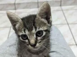 Gato raça SRD-ViraLata idade Abaixo de 2 meses nome tigresa