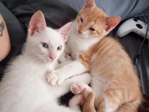 Gato raça SRD-ViraLata idade 2 a 6 meses nome Milk e Simba