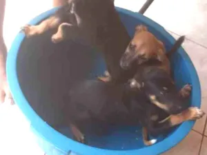 Cachorro raça SRD-ViraLata idade 2 a 6 meses nome sem nomes