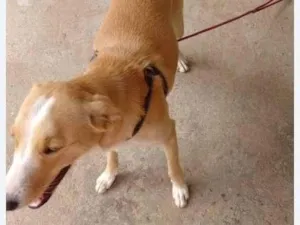 Cachorro raça SRD-ViraLata idade 2 anos nome juquinha