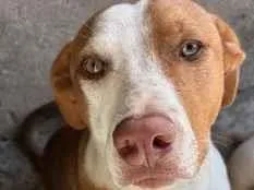 Cachorro raça SRD-ViraLata idade 7 a 11 meses nome Simba