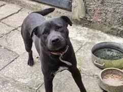 Cachorro raça Pit-Bull idade 2 anos nome Thor