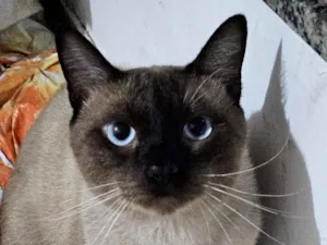 Gato raça Siamês idade 7 a 11 meses nome Nino