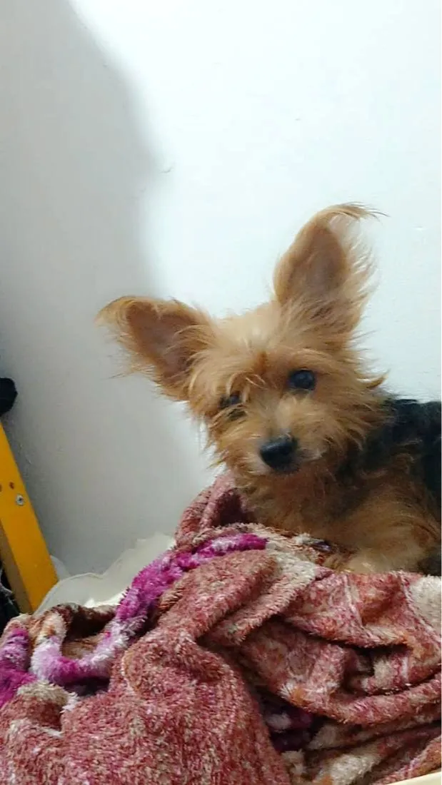 Cachorro raça SRD-ViraLata idade 2 a 6 meses nome Nina e balofa 