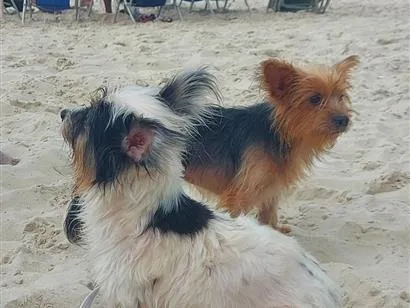 Cachorro raça SRD-ViraLata idade 2 a 6 meses nome Nina e balofa 