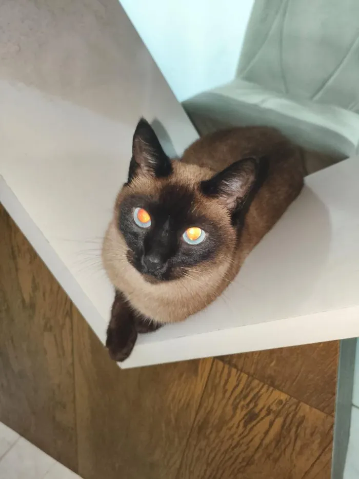 Gato raça Siamês idade 5 anos nome Dipsy