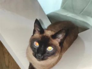 Gato raça Siamês idade 5 anos nome Dipsy