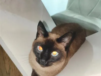 Gato raça Siamês idade 5 anos nome Dipsy