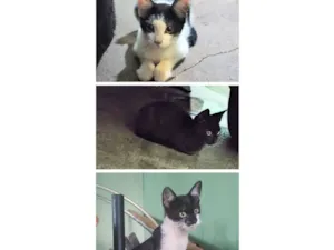 Gato raça SRD-ViraLata idade 2 a 6 meses nome Frajola , junior,. banguela 