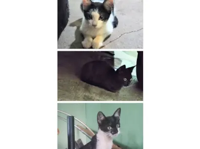 Gato raça SRD-ViraLata idade 2 a 6 meses nome Frajola , junior,. banguela 