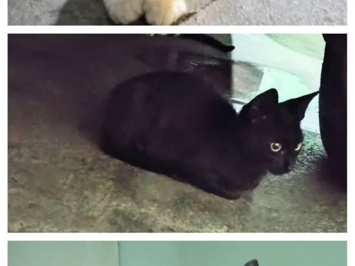 Gato raça SRD-ViraLata idade 2 a 6 meses nome Frajola , junior,. banguela 