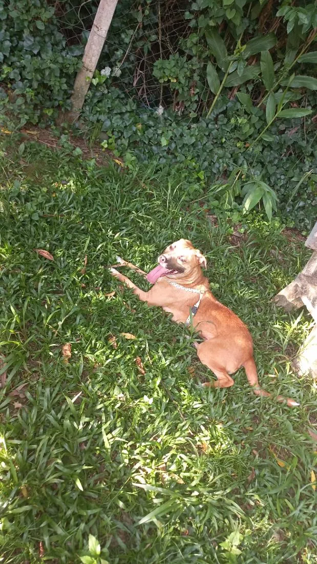 Cachorro raça SRD-ViraLata idade 2 anos nome Luna 