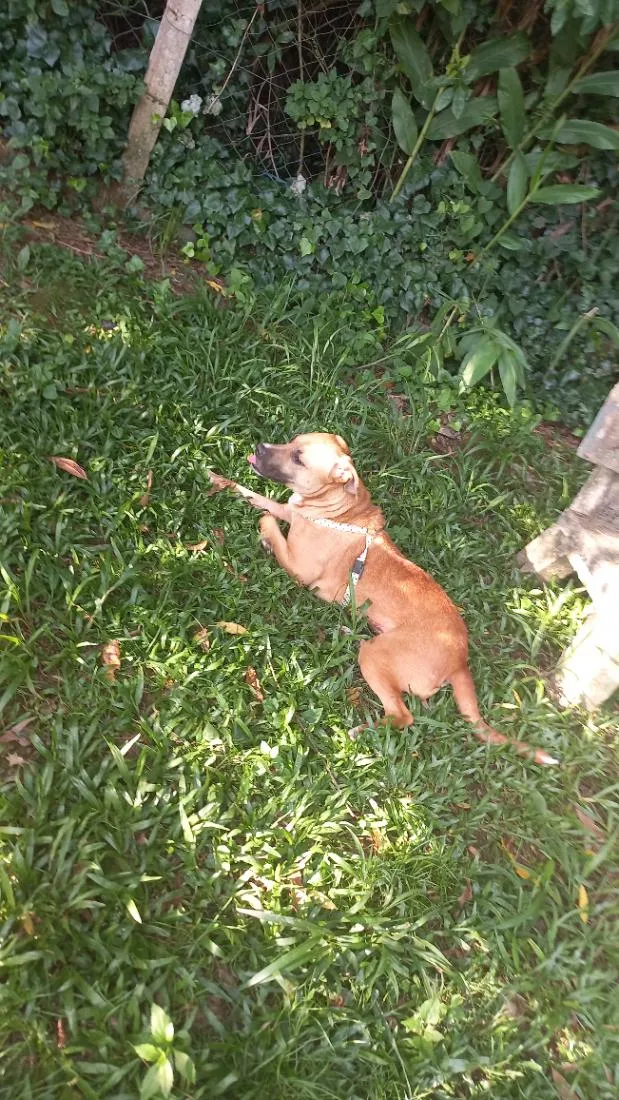 Cachorro raça SRD-ViraLata idade 2 anos nome Luna 
