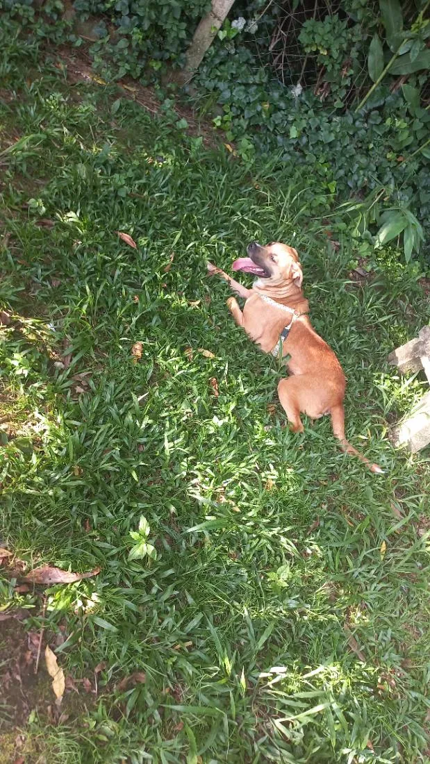 Cachorro raça SRD-ViraLata idade 2 anos nome Luna 