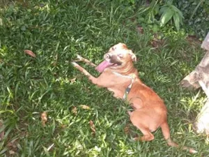 Cachorro raça SRD-ViraLata idade 2 anos nome Luna 