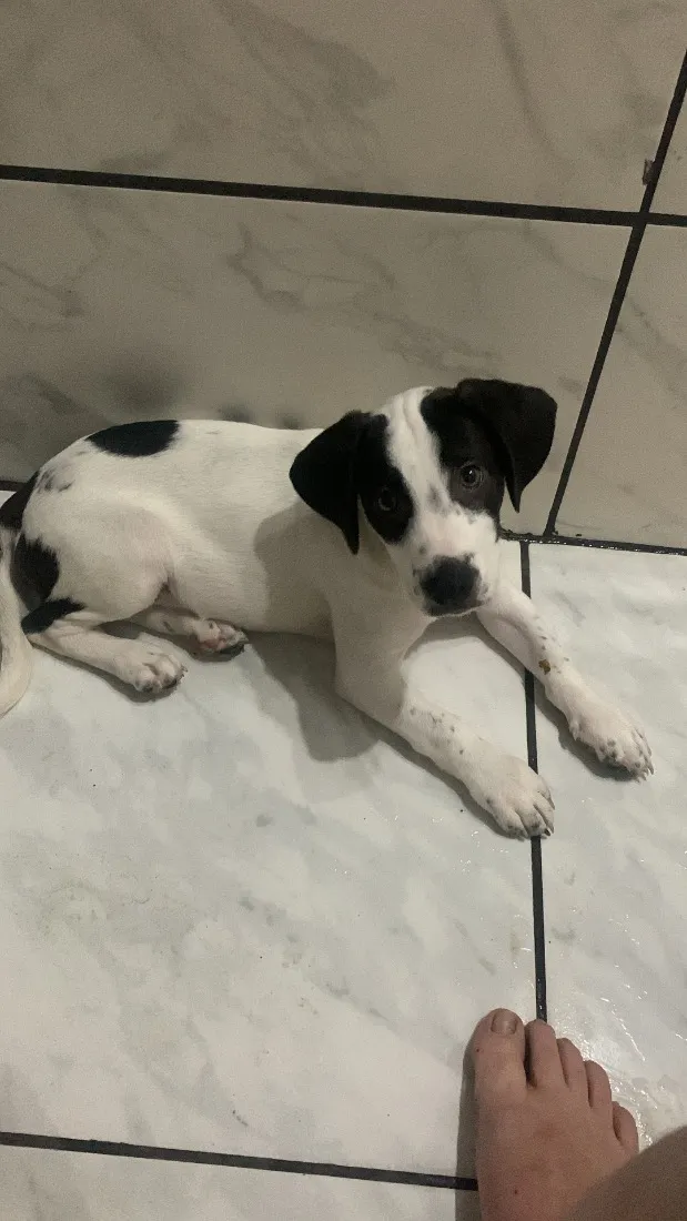 Cachorro raça SRD-ViraLata idade 2 a 6 meses nome Smoopy