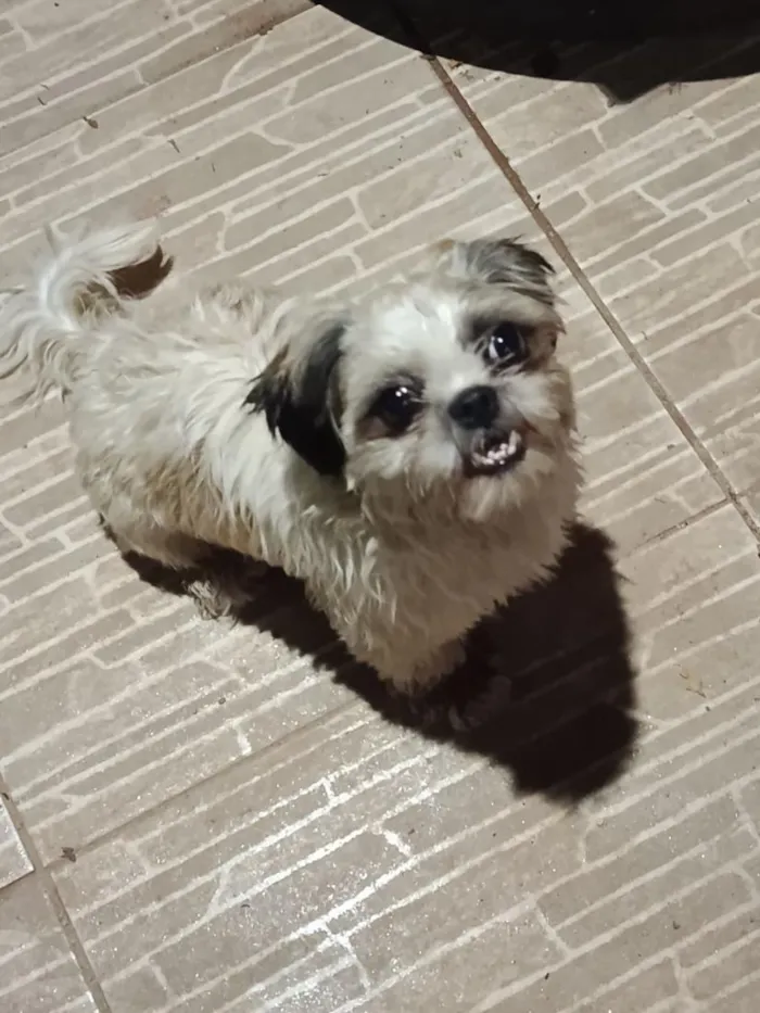 Cachorro raça Shitzu idade 7 a 11 meses nome "Encontrado e perdido "