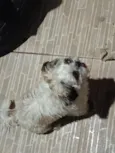 "Encontrado e perdido "