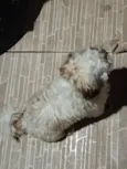 "Encontrado e perdido "