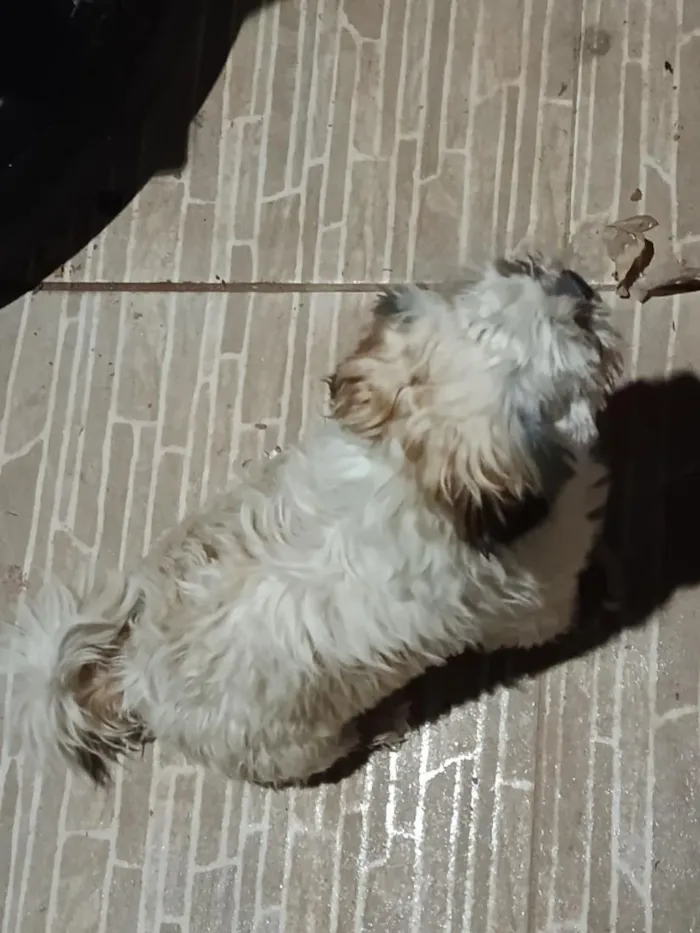 Cachorro raça Shitzu idade 7 a 11 meses nome "Encontrado e perdido "