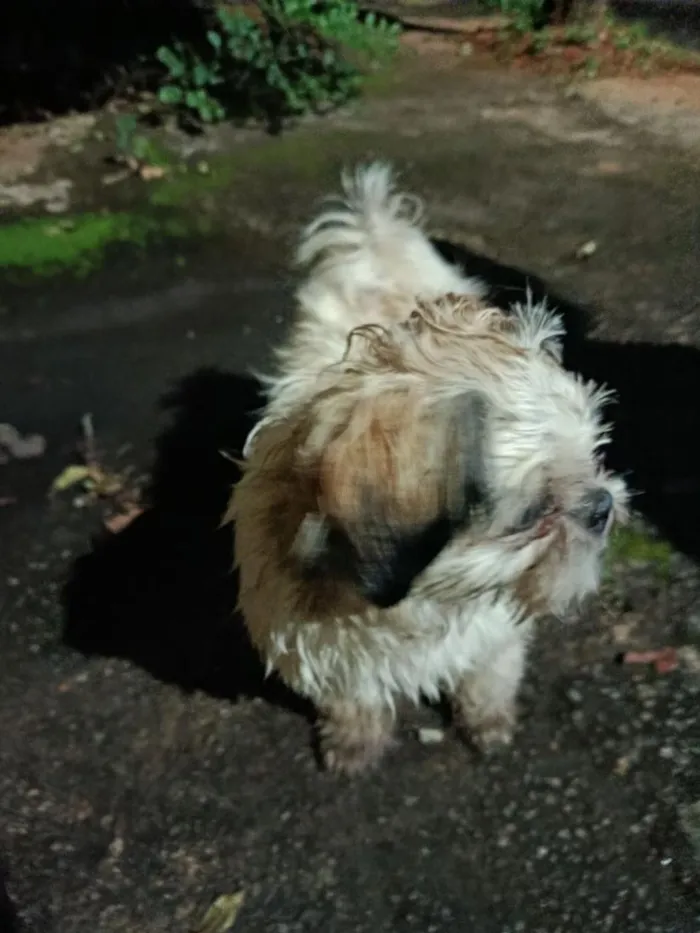 Cachorro raça Shitzu idade 7 a 11 meses nome "Encontrado e perdido "