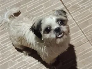 Cachorro raça Shitzu idade 7 a 11 meses nome "Encontrado e perdido "