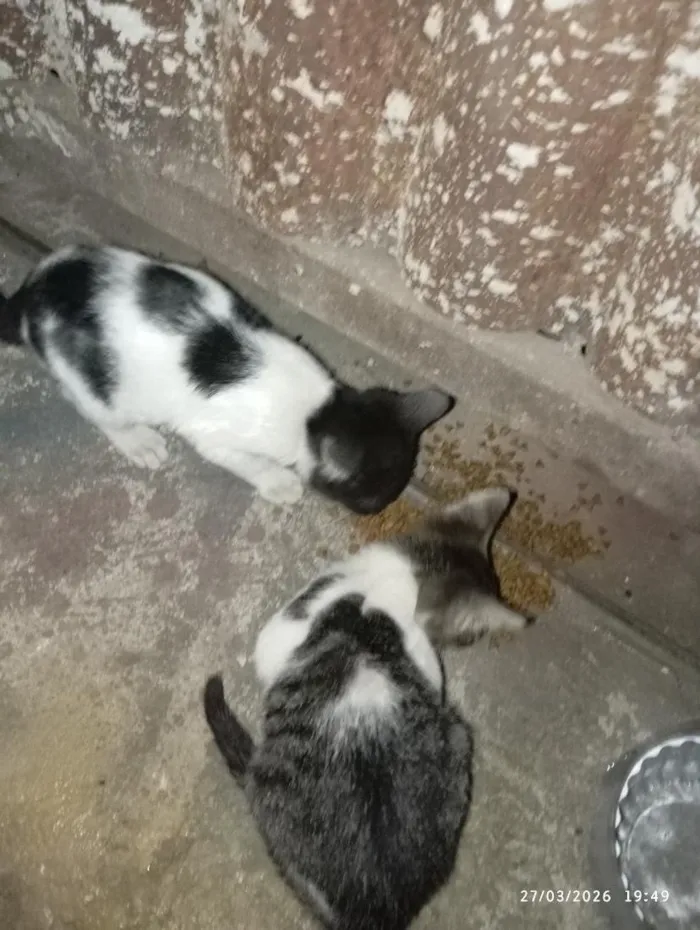 Gato raça SRD-ViraLata idade Abaixo de 2 meses nome S/N