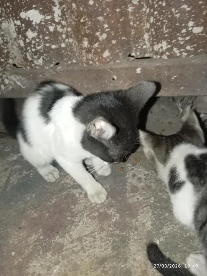 Gato raça SRD-ViraLata idade Abaixo de 2 meses nome S/N