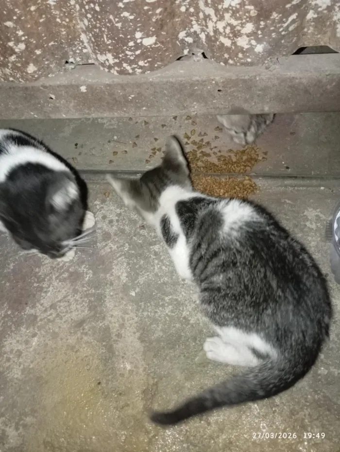 Gato raça SRD-ViraLata idade Abaixo de 2 meses nome S/N