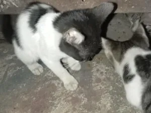 Gato raça SRD-ViraLata idade Abaixo de 2 meses nome S/N